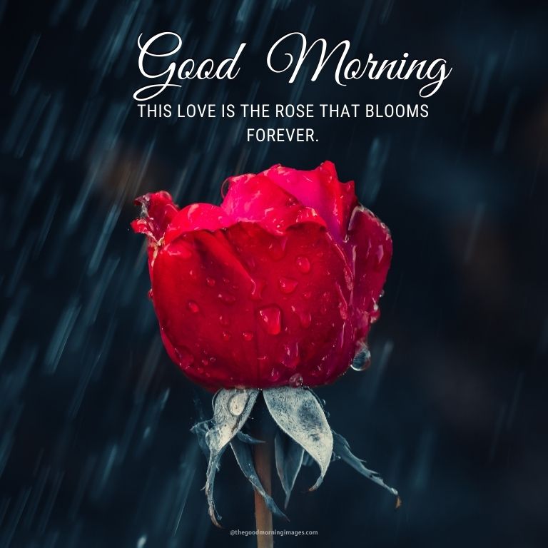 good morning images with red roses