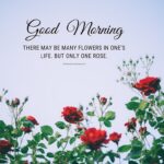 Lovely Good Morning Rose Images With Quotes [2023]