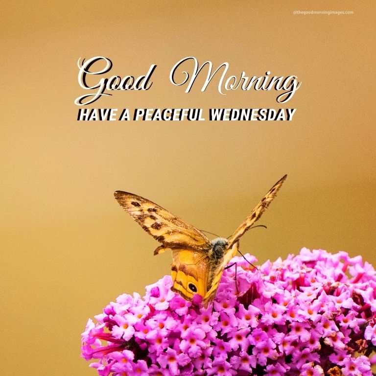 Good Morning Wednesday butterfly pink flowers Images