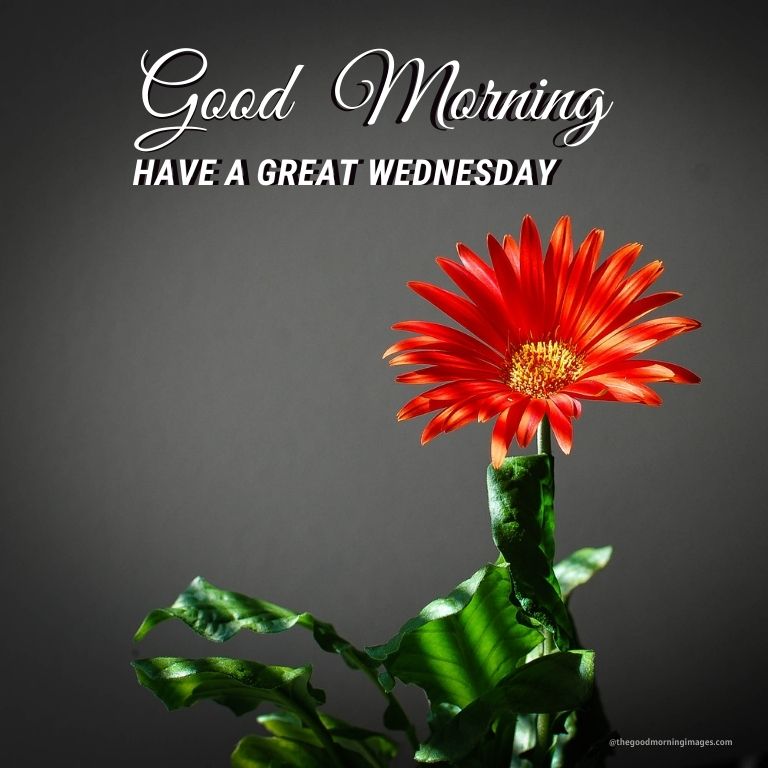Good Morning Wednesday pic