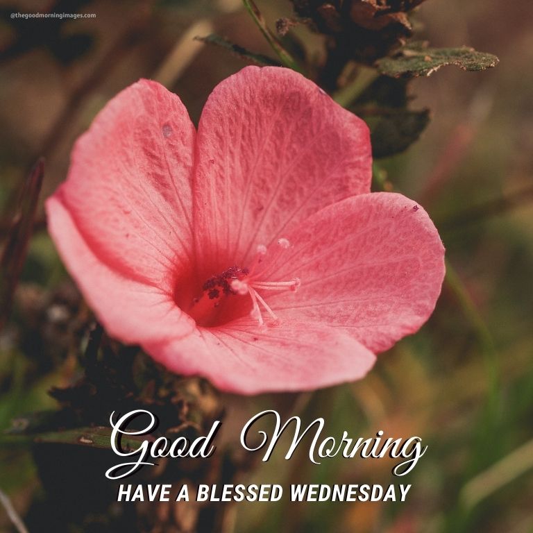 Good Morning Wednesday Images with Pink flower