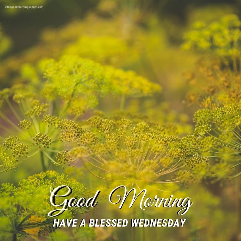 good morning wednesday hd images