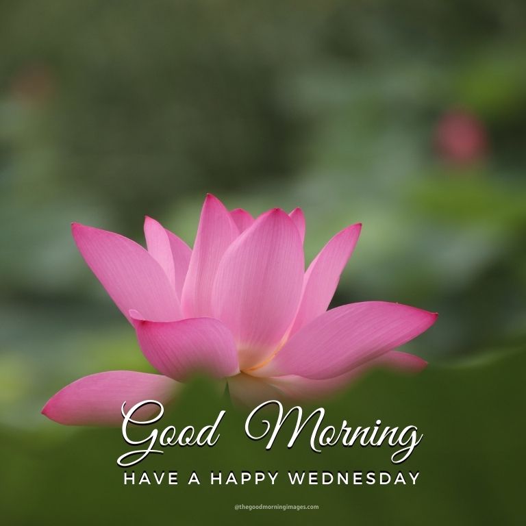 Good Morning Wednesday Photos with flowers