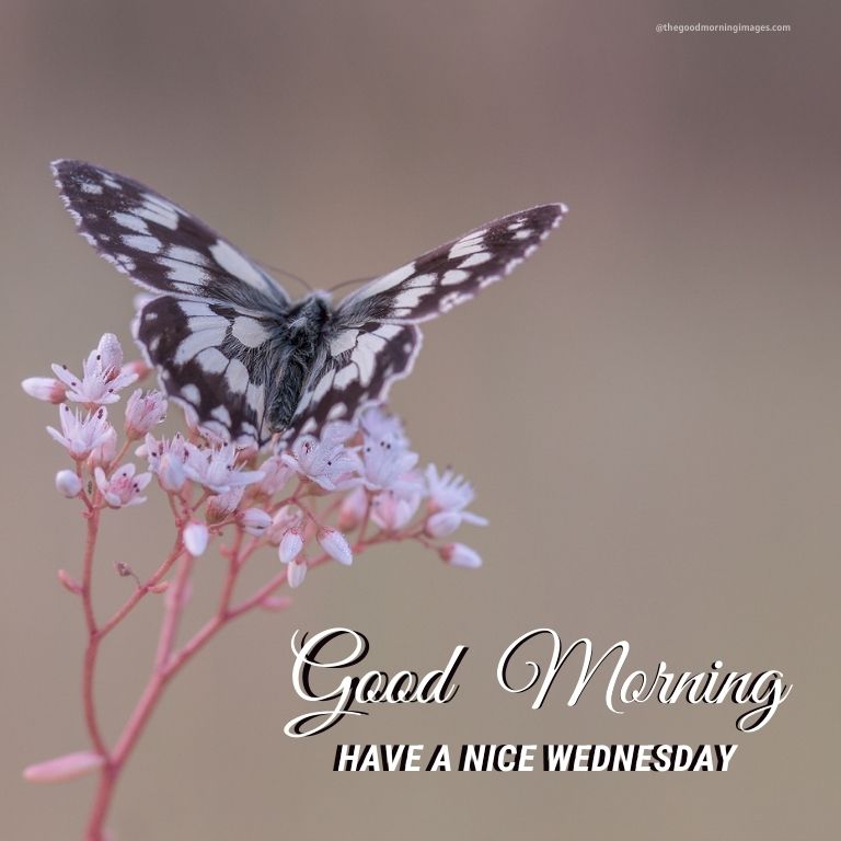 Good Morning Wednesday butterfly Images
