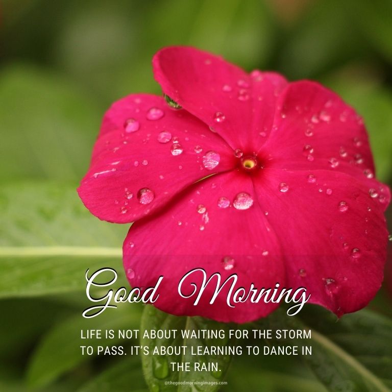 Rainy Good Morning quotes