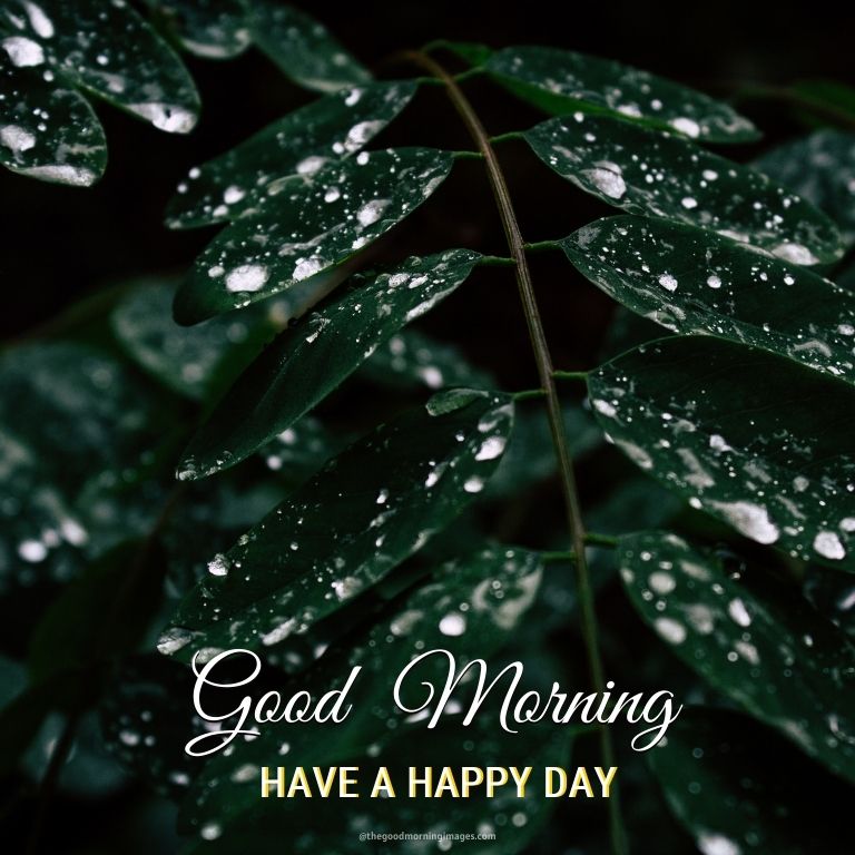 Good Morning Nature Rain Images