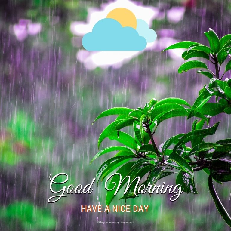 beautiful rainy nature