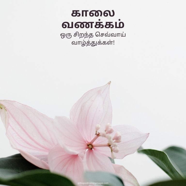 80-good-morning-images-in-tamil-with-quotes