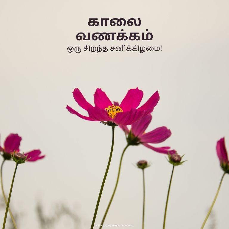 80+ Good Morning Images In Tamil With Quotes