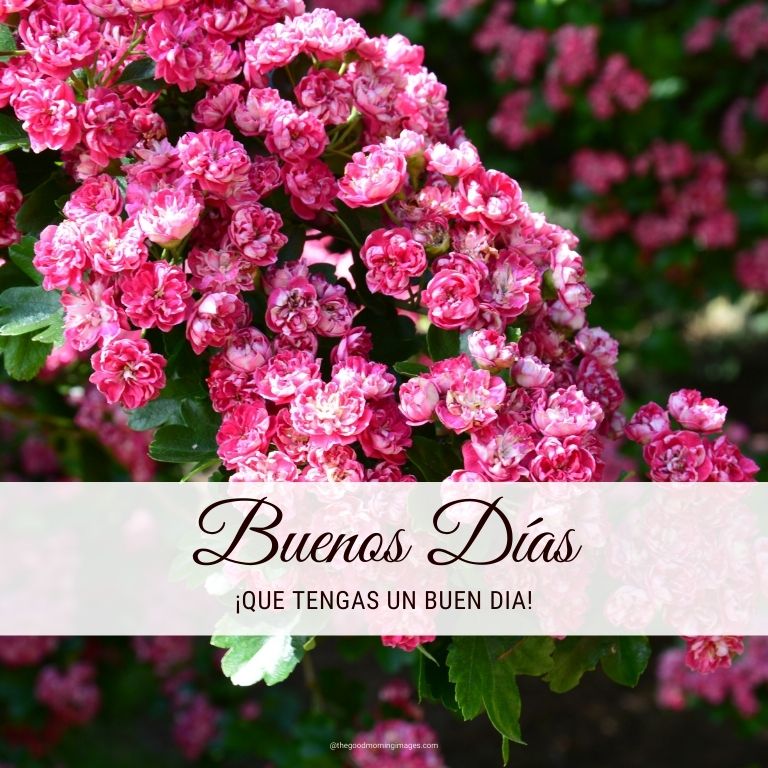 Buenas dias fotos con flores