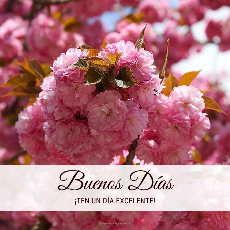 Good Morning in Spanish Images with flowers