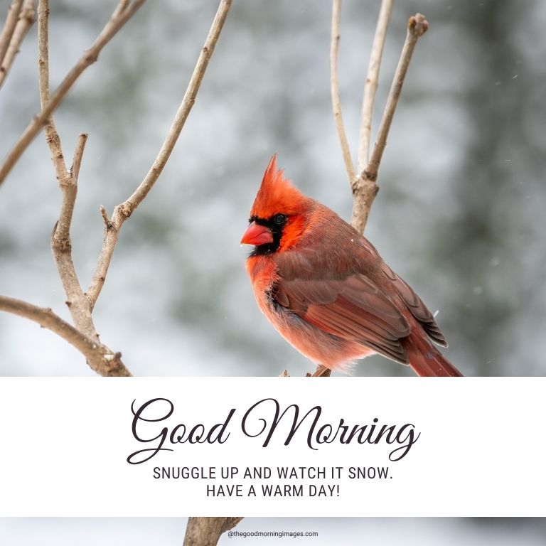 good morning images for winter birds