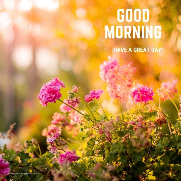 good morning flower images
