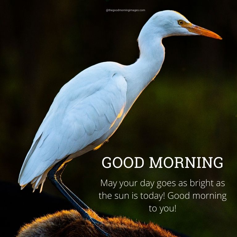 good morning images with messages