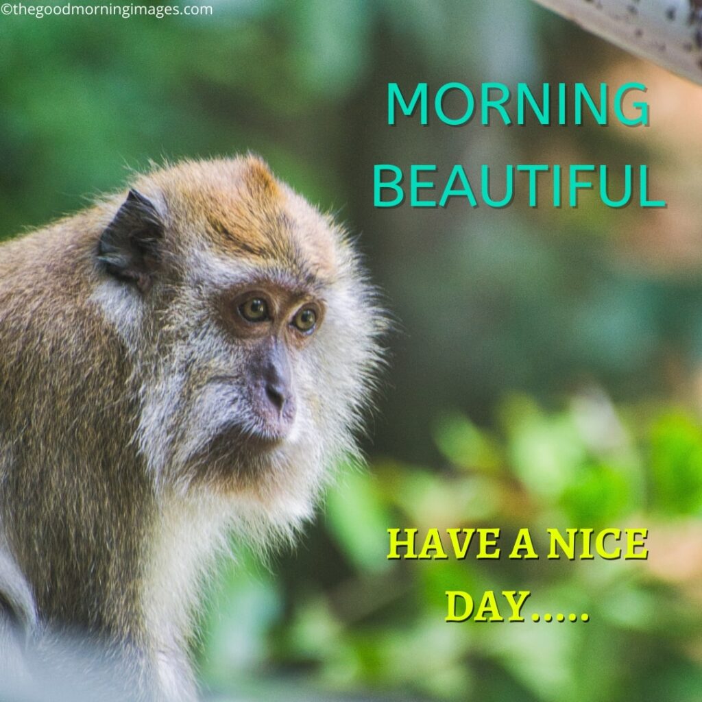 good morning monkey memes