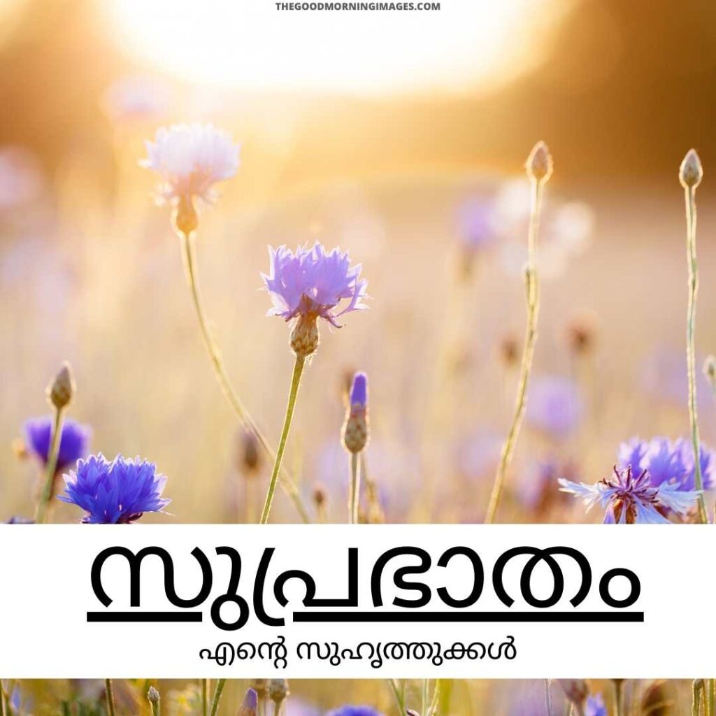 good morning photos with malayalam messages