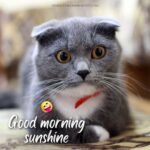 50+ Best Good Morning Sunshine Memes [2024]