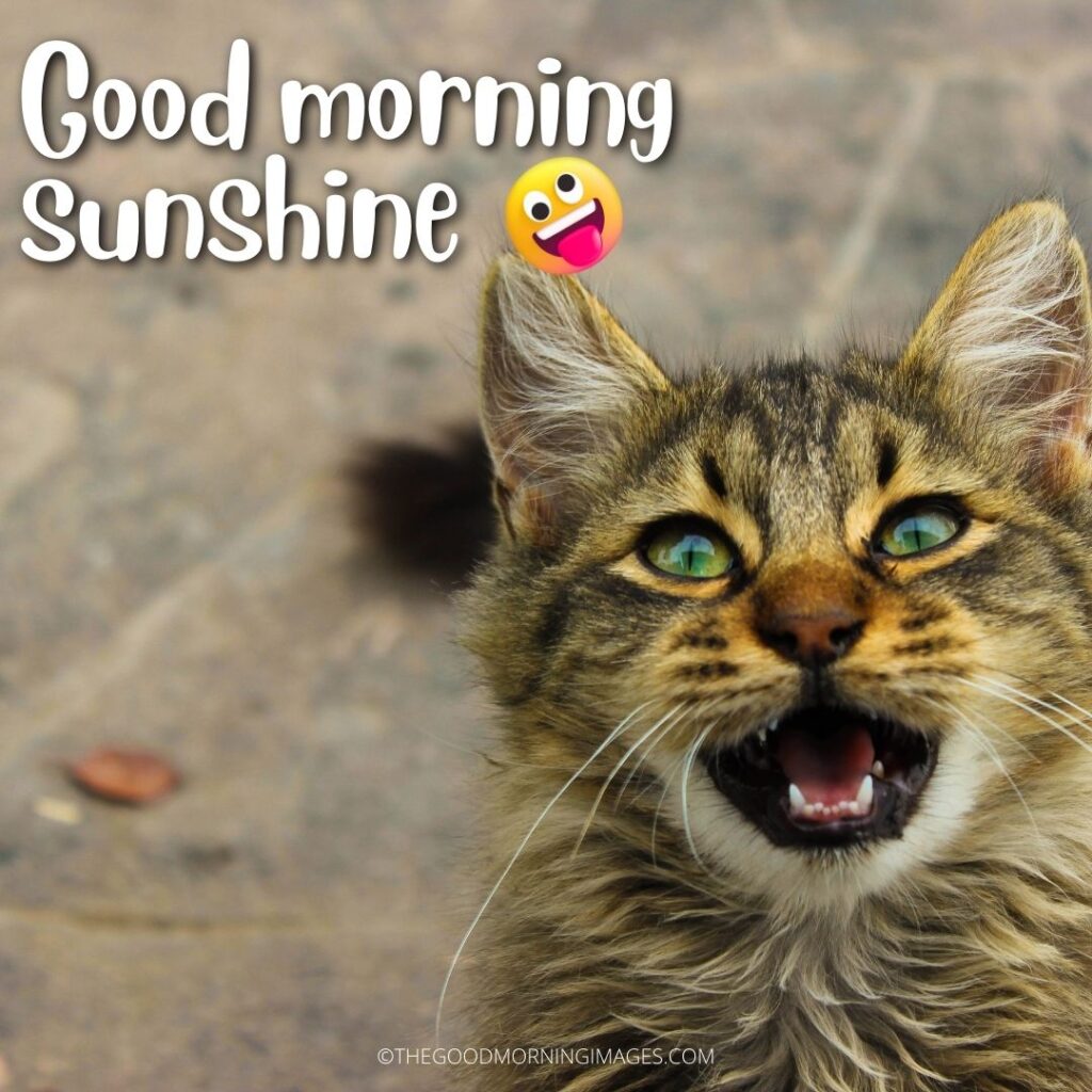 Good Morning Sunshine meme cat