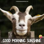 50+ Best Good Morning Sunshine Memes [2024]