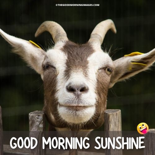 Good Morning Sunshine meme goat