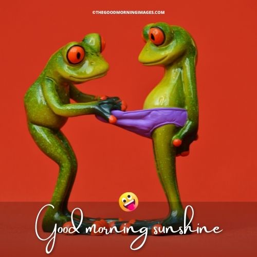 Good Morning Sunshine meme frog