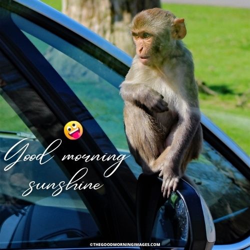 Good Morning Sunshine meme monkey
