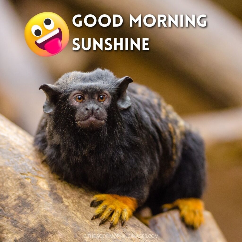 Good Morning Sunshine meme animal