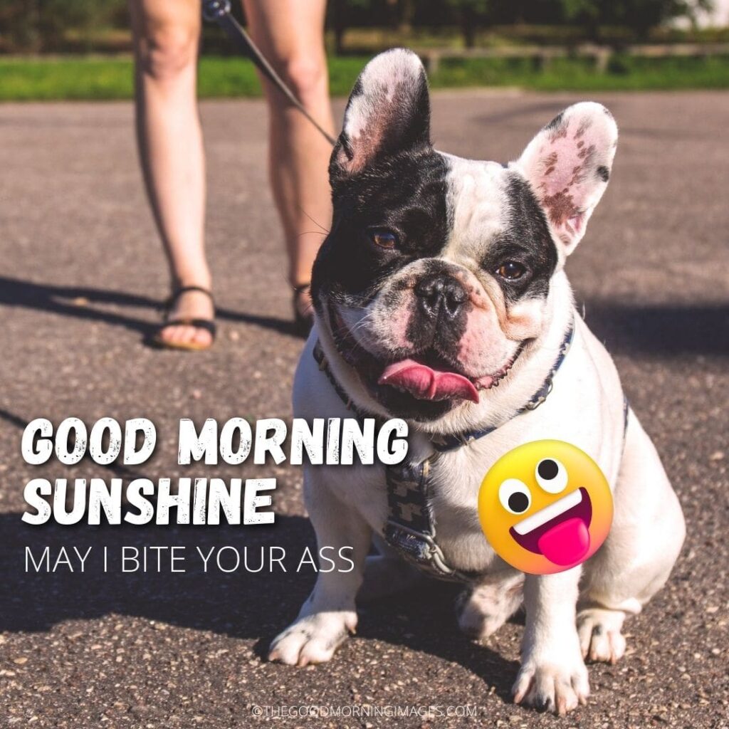 Good Morning Sunshine dog meme