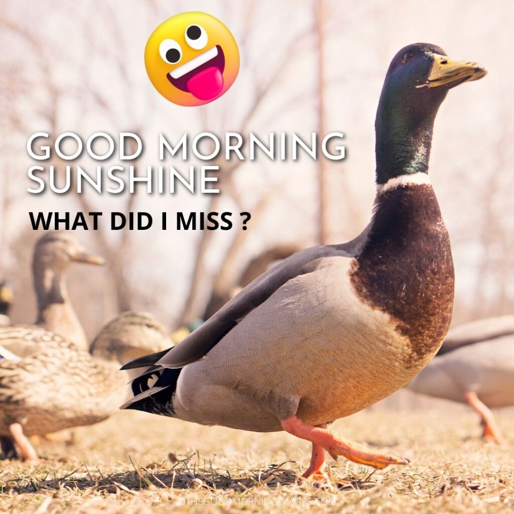 Good Morning Sunshine meme duck