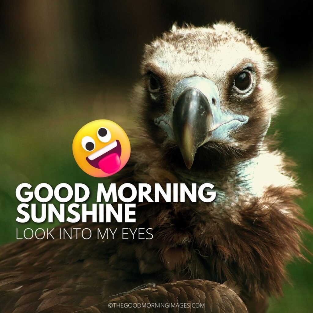 Good Morning Sunshine meme bird