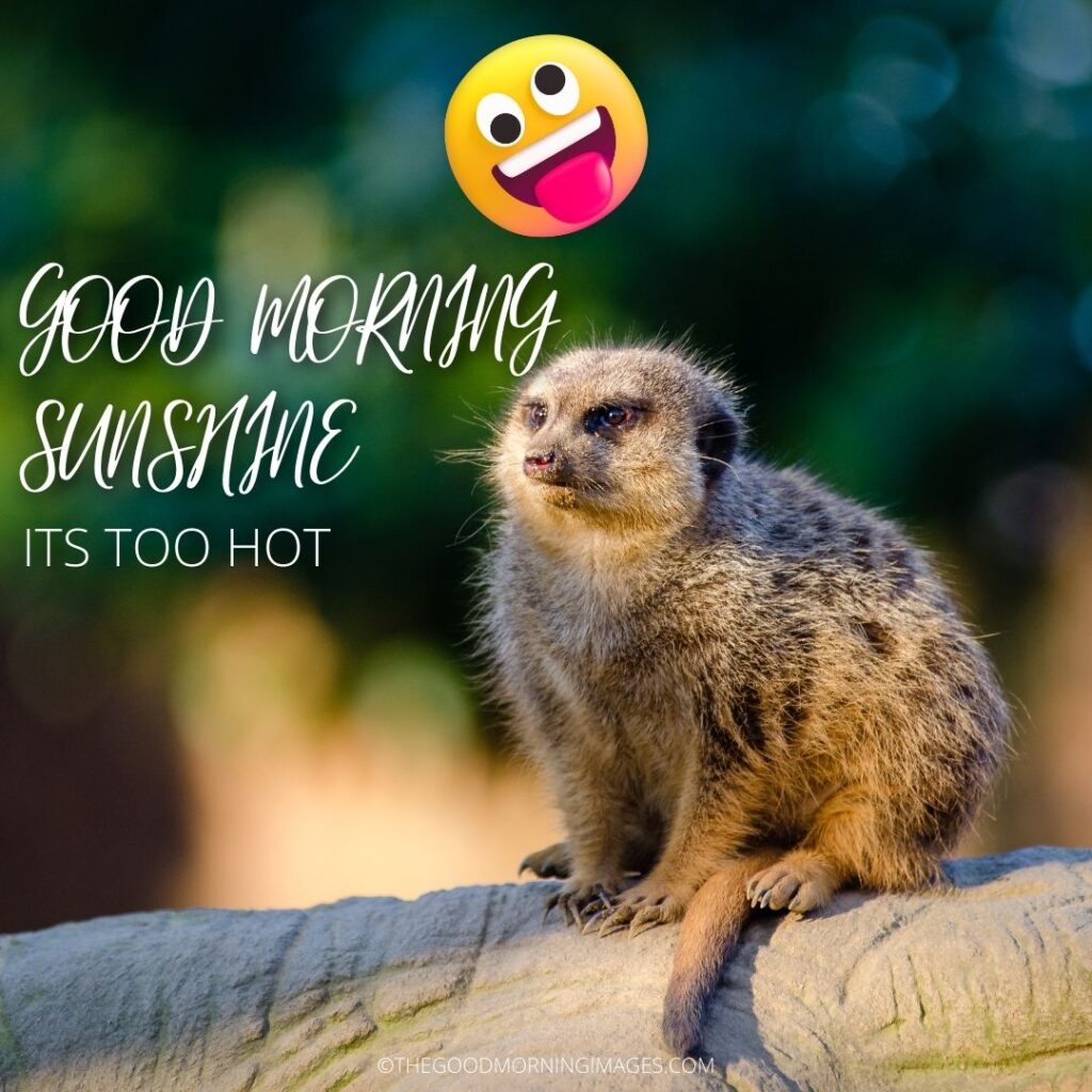 Good Morning Sunshine meme animals