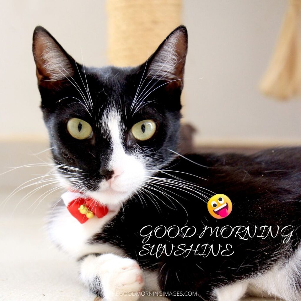 Good Morning Sunshine meme black cat