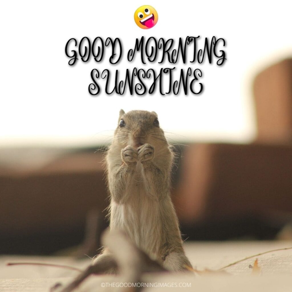 Good Morning Sunshine meme squirrel
