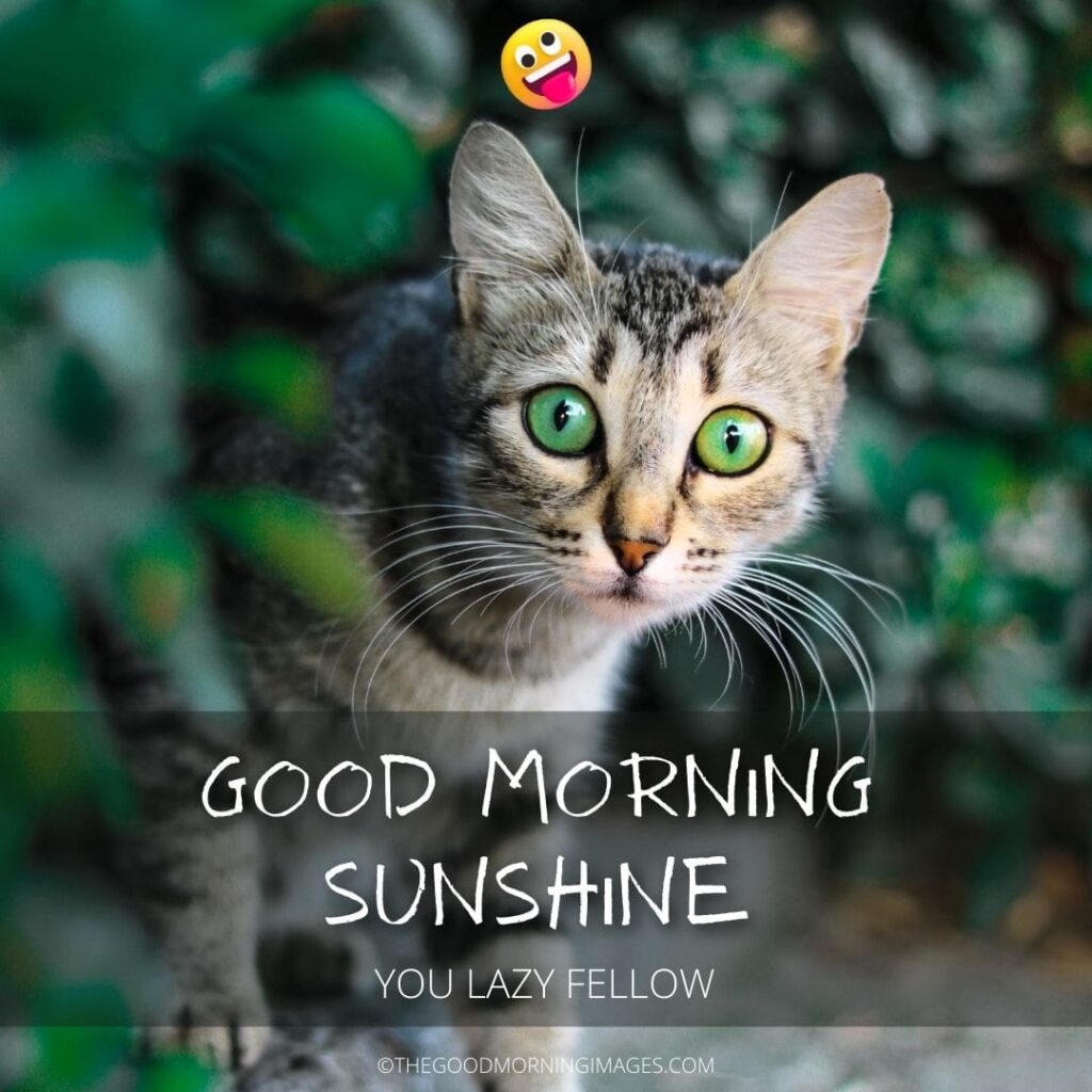 Good Morning Sunshine meme cat