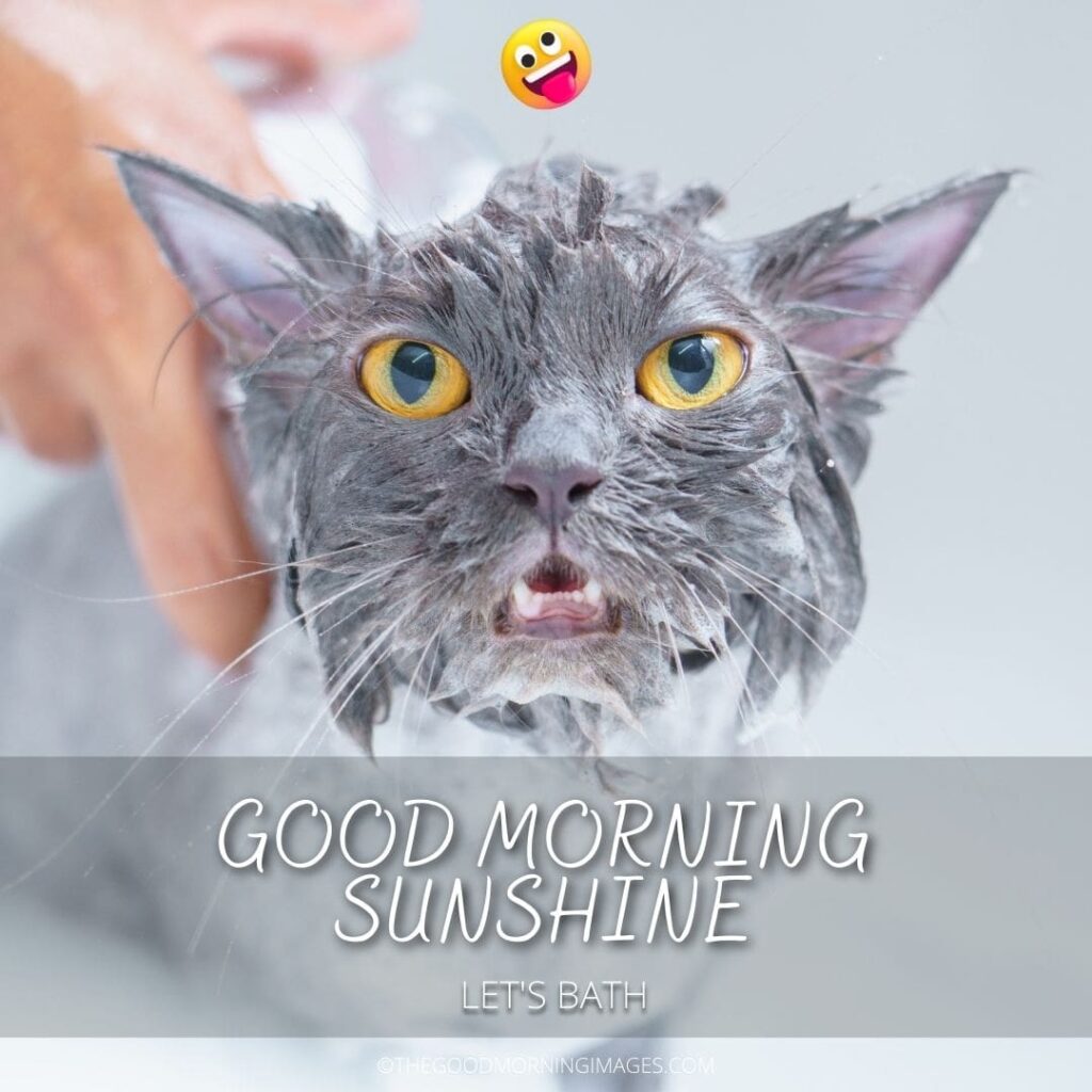 Good Morning Sunshine meme cat