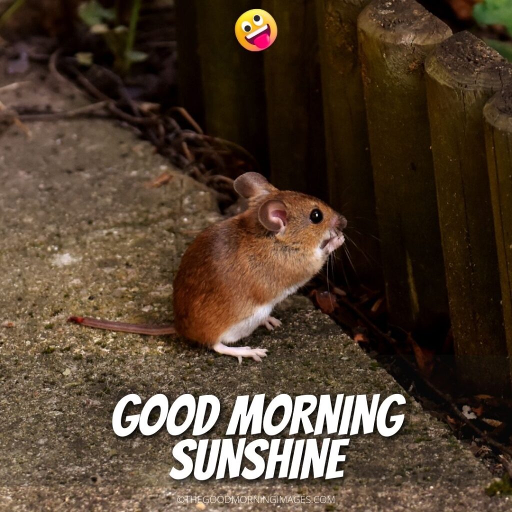 Good Morning Sunshine meme rat