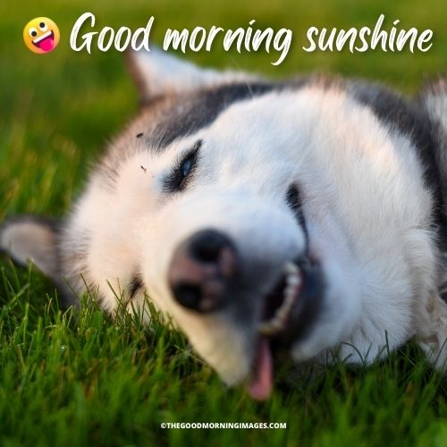 Good Morning Sunshine meme dog