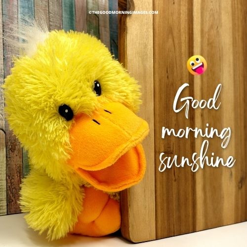 Good Morning Sunshine meme duck