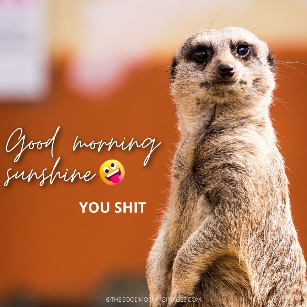 Good Morning Sunshine meme