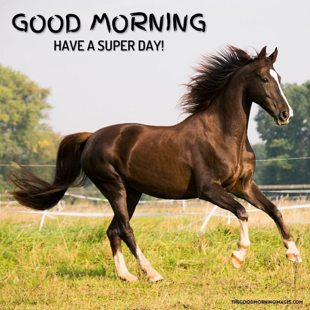 51 + Good Morning Horse Images [Energetic Pics & Quotes]