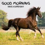 51 + Good Morning Horse Images [energetic Pics & Quotes]