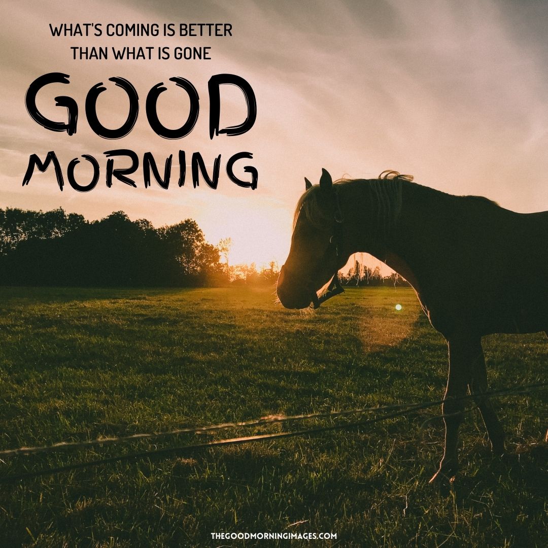 51 + Good Morning Horse Images [Energetic Pics & Quotes]