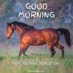 51 + Good Morning Horse Images [Energetic Pics & Quotes]