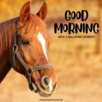 51 + Good Morning Horse Images [Energetic Pics & Quotes]