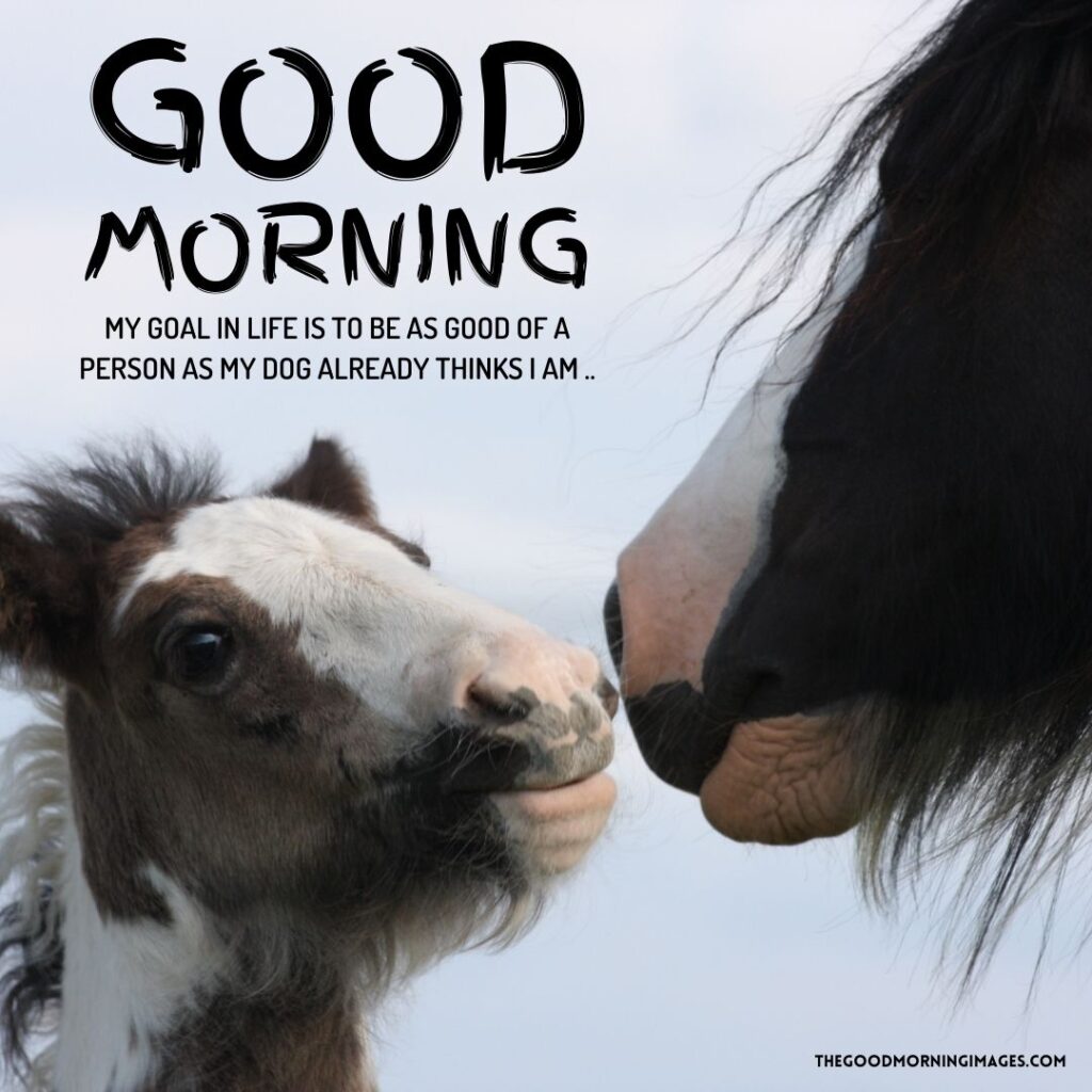 51 + Good Morning Horse Images [Energetic Pics & Quotes]