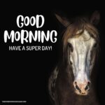 51 + Good Morning Horse Images [Energetic Pics & Quotes]