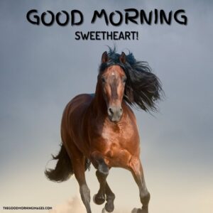 51 + Good Morning Horse Images [Energetic Pics & Quotes]