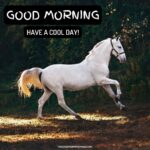 51 + Good Morning Horse Images [Energetic Pics & Quotes]