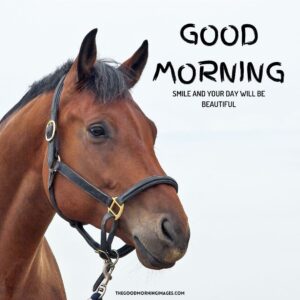 51 + Good Morning Horse Images [Energetic Pics & Quotes]