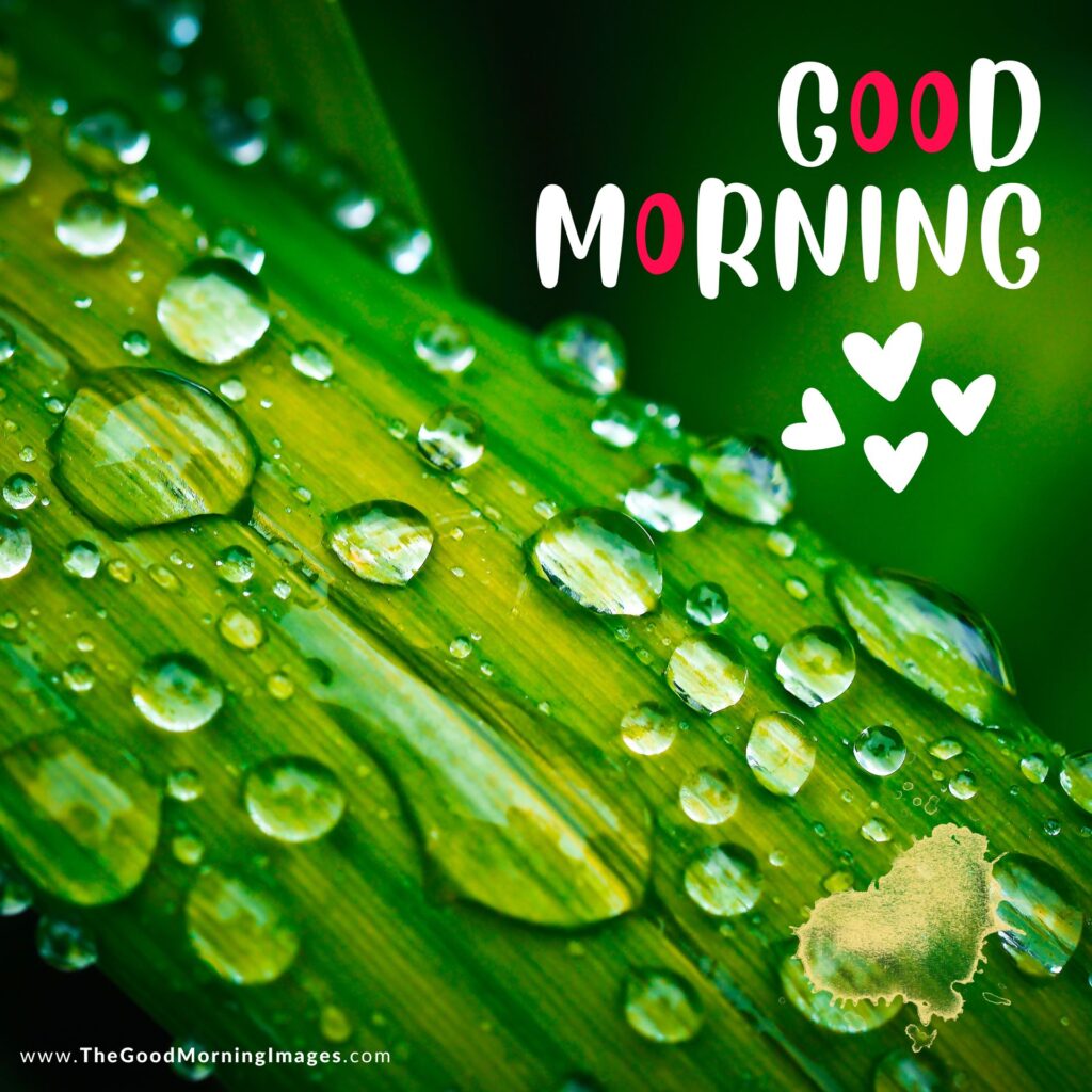 good morning rain images